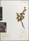 Foto von Salix mielichhoferi Saut. x Salix retusa L.
